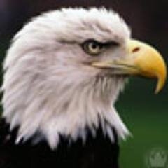 александр невский, когда увидел немцев, выстроившихся свиньёй сказал: - так, обходим их сзади и выстраиваимся кабаном!