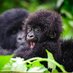 Rwanda safaris (@rwanda_safaris) Twitter profile photo Rwanda safaris (@rwanda_safaris) Twitter profile photo