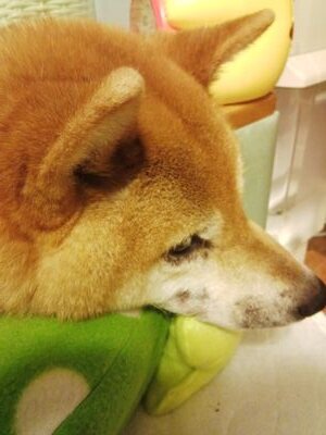 @skeleven4932の垢が機種変で使えなくなってしまったので移動しました！　イナイレシリーズ、ダンス、声優、アニメ、音楽(歌うこと聴くこと)、ファッション、スキー、スノボ好きです！無言フォローすみません。よろしくお願いします！！