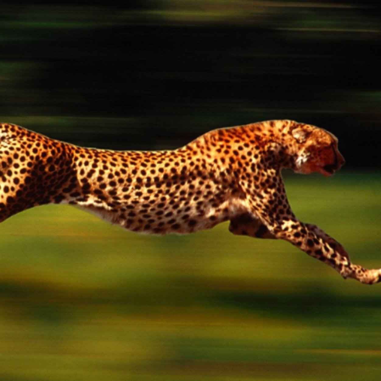FAST OR DIE!