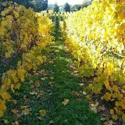Busy with 4 children, and Tony practising medicine locally,we farm this rather special tiny holding and run a meticulous vineyard and winery.