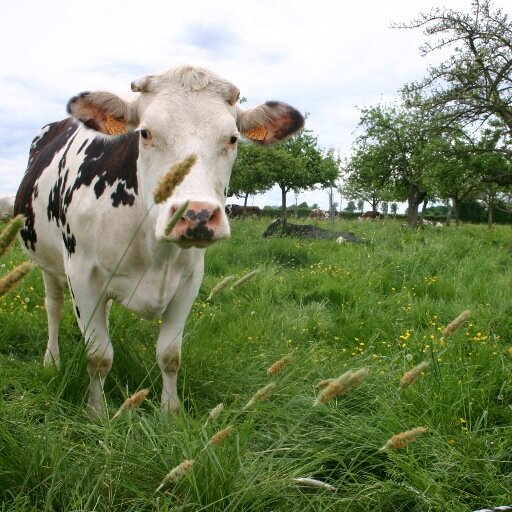 Hebdomadaire traitant de l'actualité agricole et rurale locale, régionale et nationale, cours et marchés, petites annonces, annonces légales