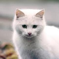mmmeeoowwww's profile picture. TheCatsLover3