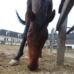 tsubame_kiss's profile picture. 