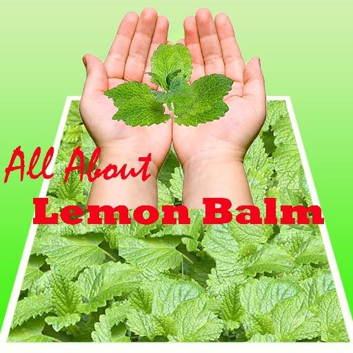 All About Lemon Balm - 
Lemon balm or Melissa officinalis is a perennial herb originated in Southern Europe. For more information visit: http://t.co/cHD9pxQ1ls
