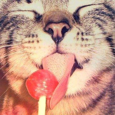 “The only escape from the miseries of life are music and cats...” 
― Albert Schweitzer