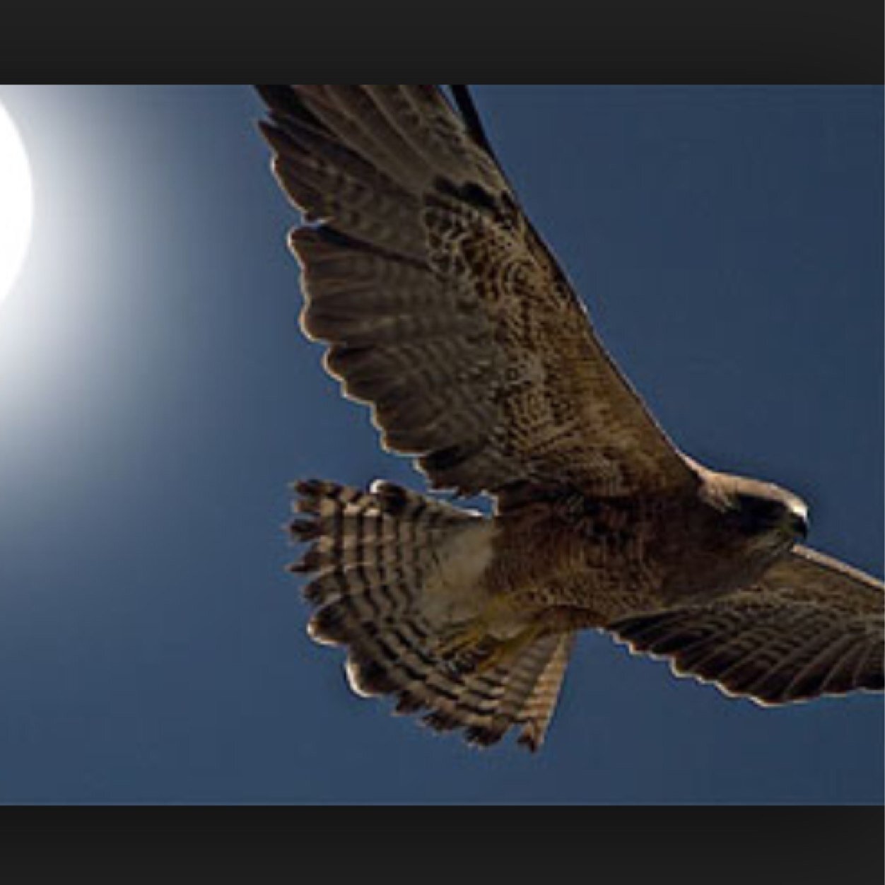Nocturnal Hawks is approaching fast, its May 9th, from 8pm-7am...So get ready Hawks for a sleepless, funfilled night with all your friends!