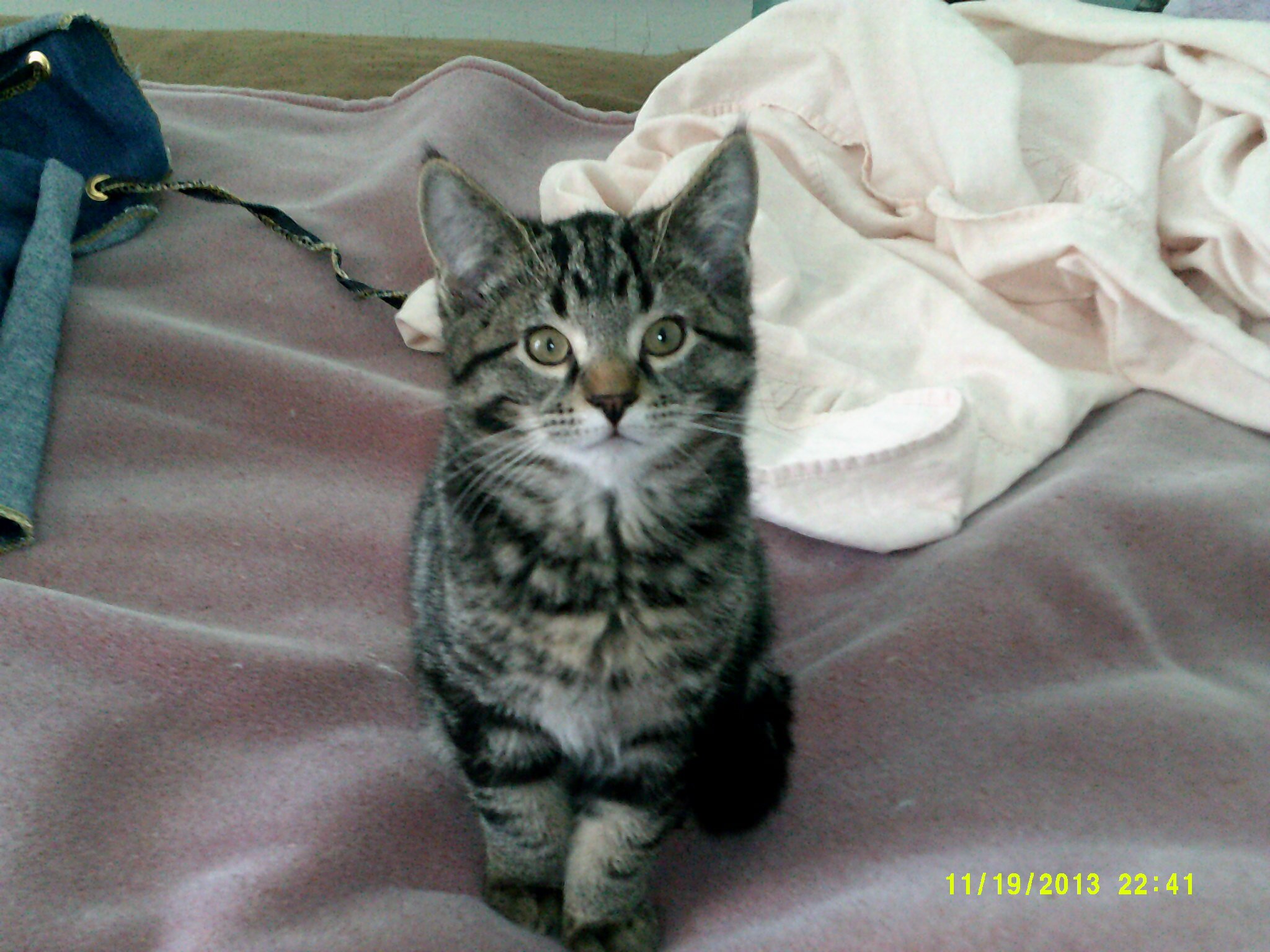 Looking for the best in life!!! Animal lover and budding website owner