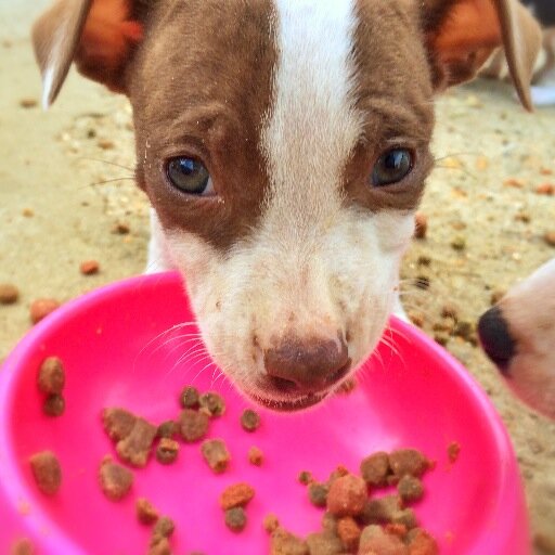 I'm a Staffordshire Bull Terrier. I was Born on March 11th 2014. Follow me, to see me Grow! #PretzelTheStaffie