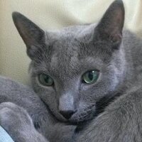 松本かおり (@momimoncat) Twitter profile photo