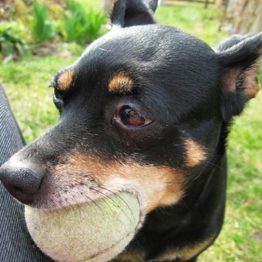 rynajecotoja's profile picture. 