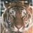 besplearnbrouga's profile image