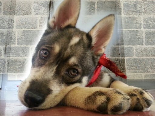 inside dog with the heart of an outside wolf. @eleven59 is my owner but I tell him what to do.