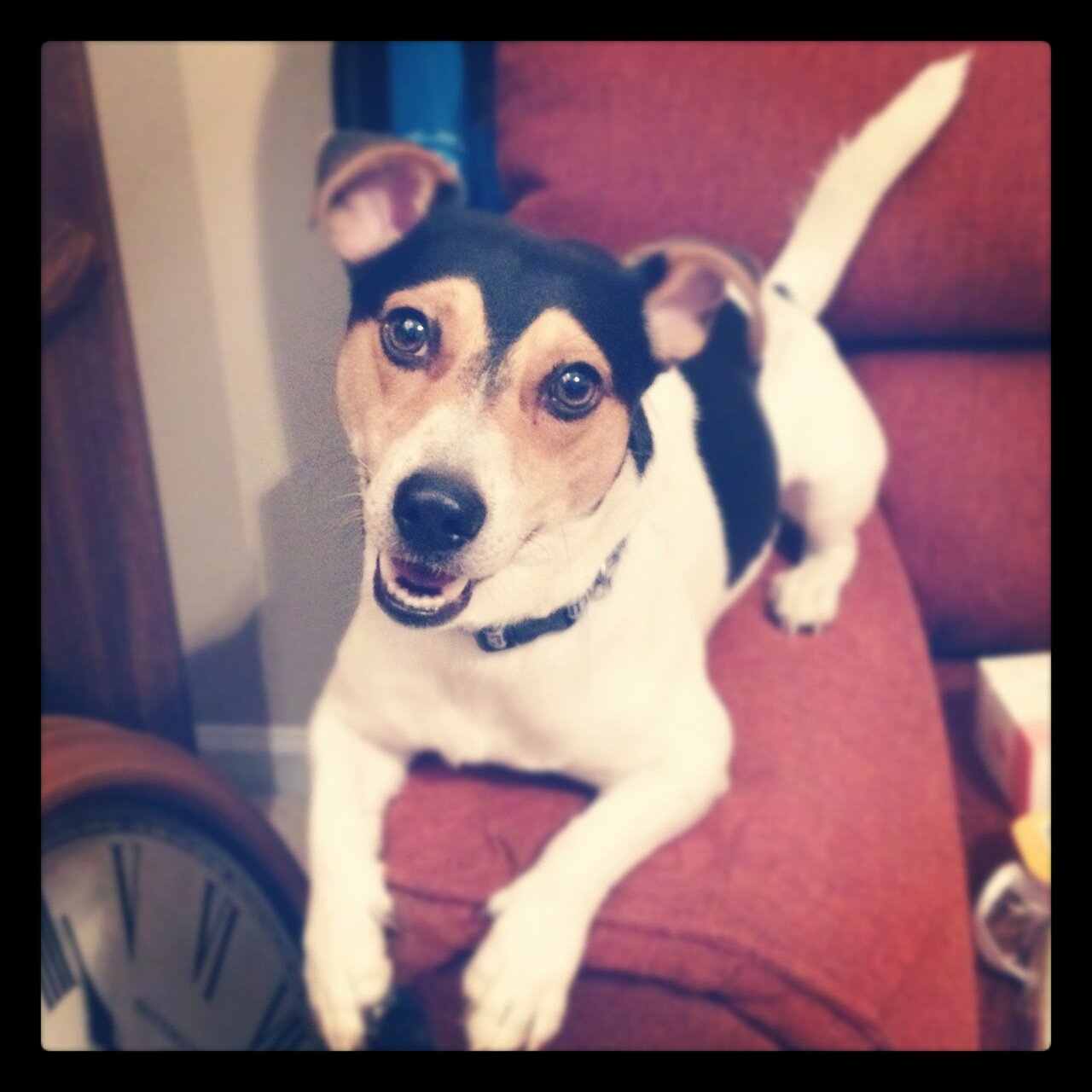 SuperXanderDog's profile picture. I love Lady and the Tramp, bones I can't chew up in 5 seconds and peanut butter. Life's the best when you're a dog.