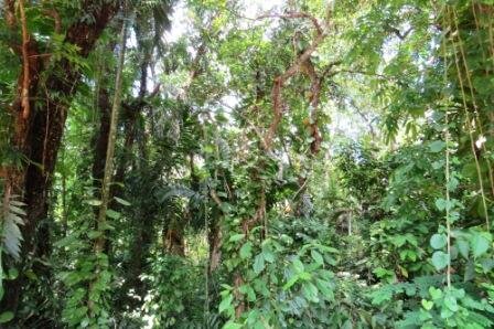 Rainforest Protectors of Sri Lanka (RPSL) is a #volunteer group dedicated to protecting #rainforests of #SriLanka. Help us save #wildlife #habitat and #forests.
