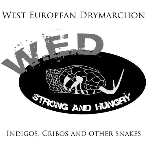 West European Drymarchon : French breeders of Drymarchon and other snakes.