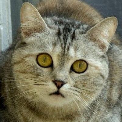 I love cats, other pets, reading old books, web-design, SEO and listening to hard rock of the 70's.