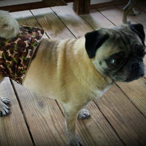 Puggernauts's profile picture. Purveyor of pug paraphernalia. Big boy bands or bodacious beds, custom made to your specifications. Handmade in Texas.