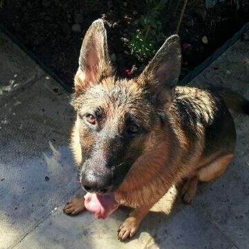 German Shepherd living life to the full in soggy Cheshire with my two humans. My sisfur @summerhollett went OTRB 15/10/13 & I miss her. I love my mum.