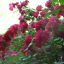 Mona Gray Warren - @monagraywarren - Twitter