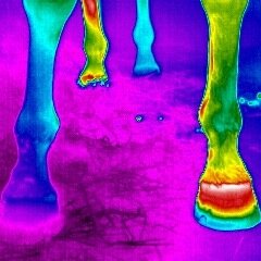 EQUINE THERMAL VISION
Specialising in Equine Thermography

Mobile Professional service
07935556133