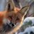 FoxBizSolutions's profile image