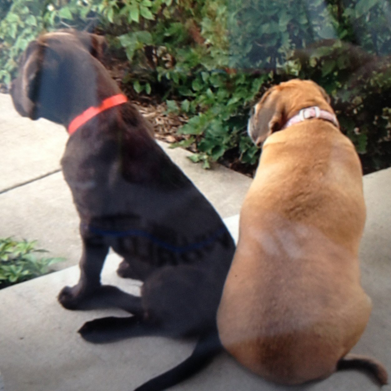 siudawg88's profile picture. 