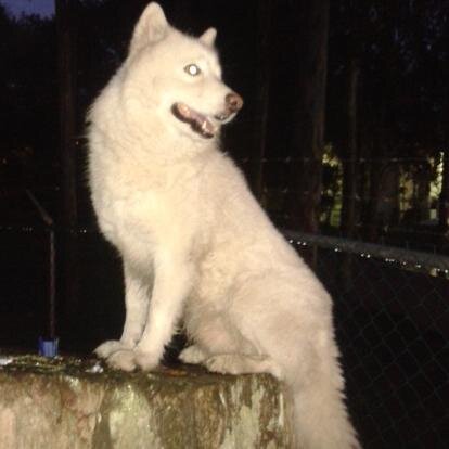 armanduco1cala's profile picture. 