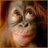 footlotemasurf's profile image