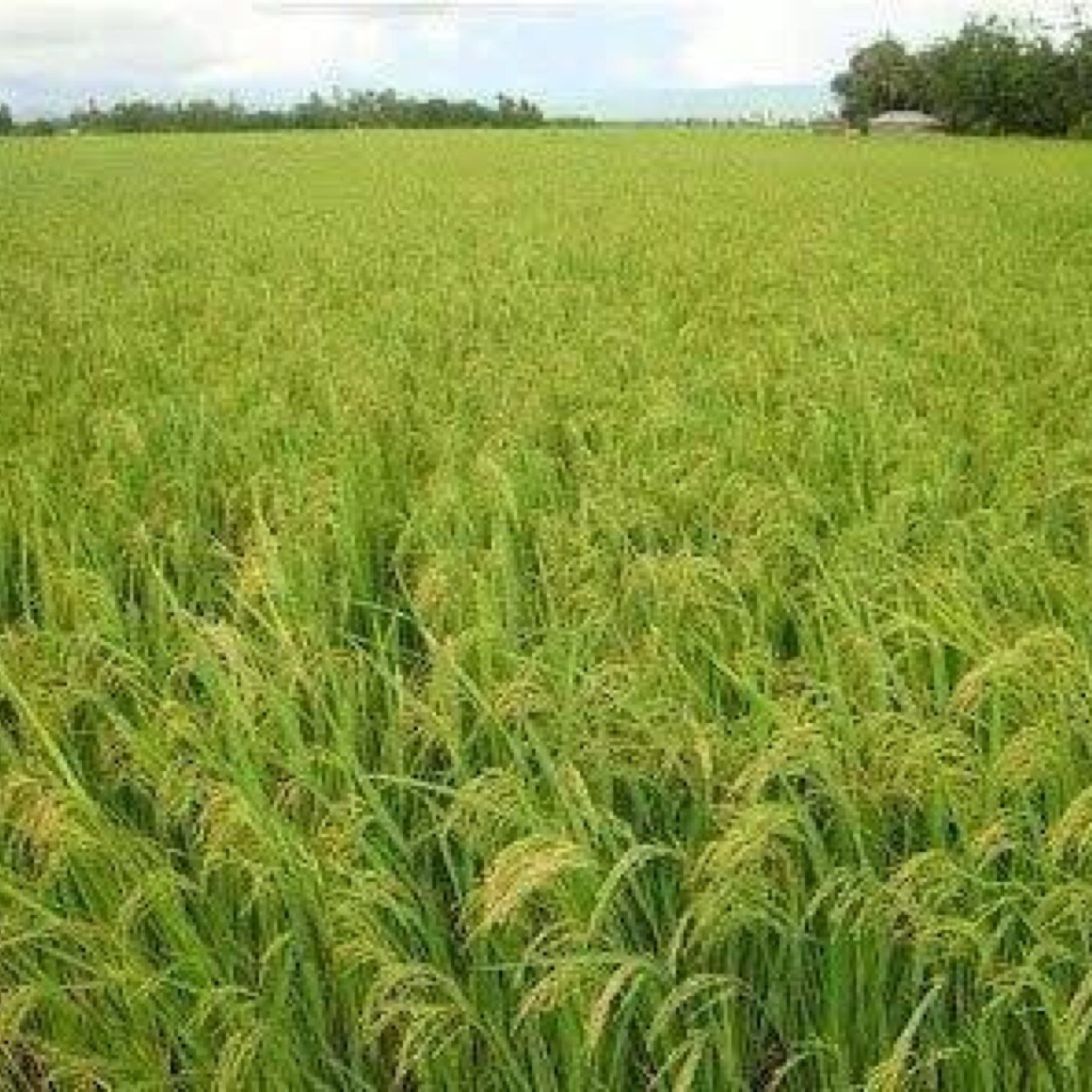 AlfozeMd's profile picture. 