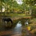 New Forest World (@newforestworld) Twitter profile photo
