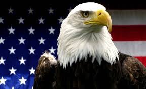 Free_Eagle01's profile picture. Life, liberty, and the pursuit of happiness. 'Murica.