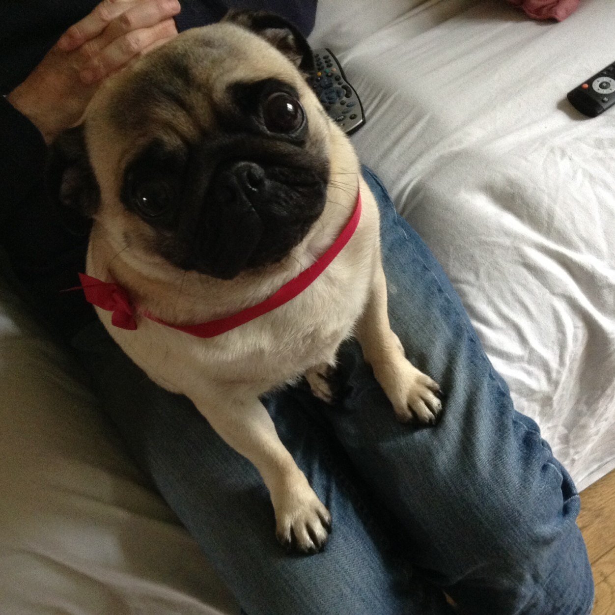 kenny_michelle's profile picture. Hello i am a little puggy called jennifer eccles. I am a fan of cuddles, cheese and cheekiness xxx