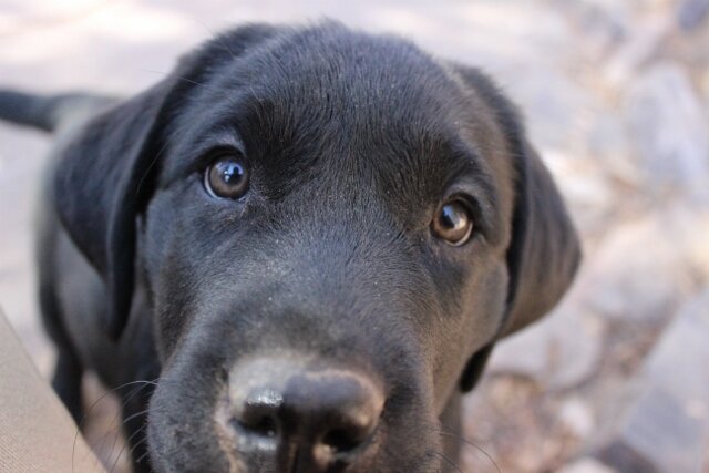 Assistance Dogs of the West (ADW) builds successful working partnerships between clients and dogs that empower people and open doors to new opportunities.
