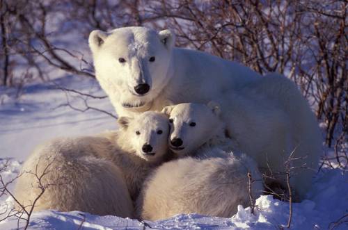 Institute of Arctic Studies in the John Sloan Dickey Center for International Understanding @Dartmouth | Hanover, NH, USA | Founded 1989