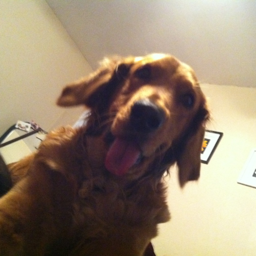 bruin7654's profile picture. working for a Tequila Company,dog lover, sports enthusiast especially baseball, (Go Dodgers)