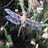 dragonflyrich's profile image