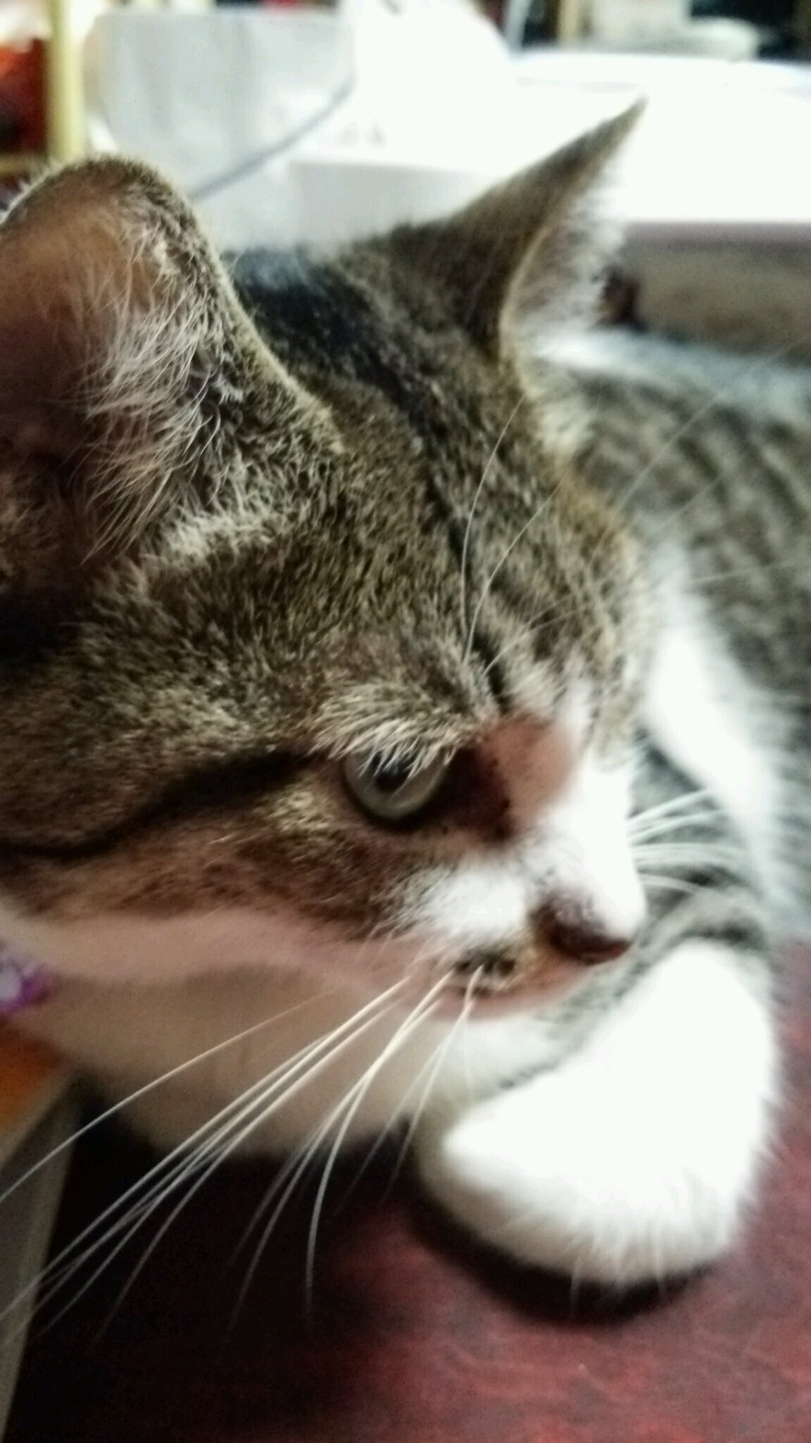 hi212_jfb's profile picture. @hitpink  ミコです。
お笑いヲタ歴２７年、吉本・非吉本問わず好き、詳しくは固定ツイート参照。
ネタ＆バラエティ番組・アニメ・巨人軍・スーパー戦隊・ラジオ(ANN・JUNK)・アイドルグループ
✽青春高校3年C組卒業した元生徒達を応援します。