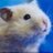 ogplummoricjo's profile image