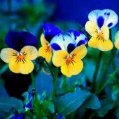 Be happy. It's one way of being wise.