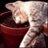 quirirohosna's profile image