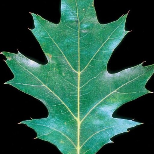 WAE2GoInvestors's profile picture. Investor community with first access to the transformative social and economic entrepreneurs of the World Academy for Entrepreneurship & Enterprise (WAE2).