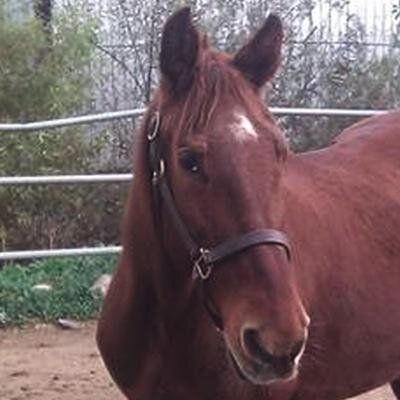 Hi. I'm Beauregard the horse. I'm retired from the Color Guard at Fort Riley, KS, and I specialize in #horsehumor.