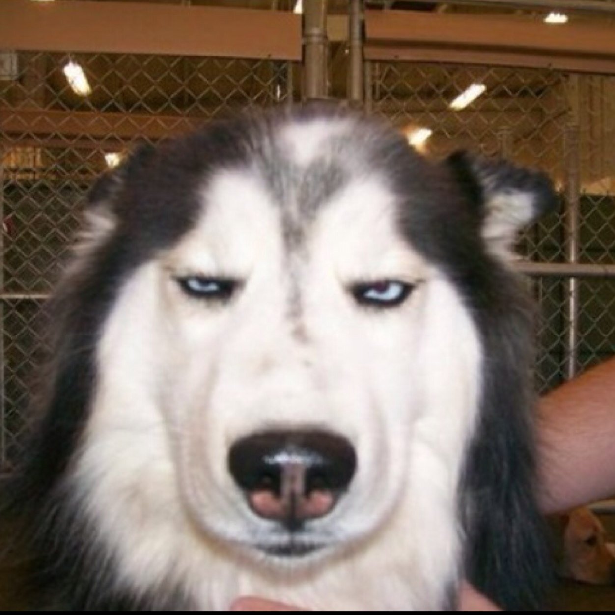 dammit_max's profile picture. I am just a dog dont blame it on me