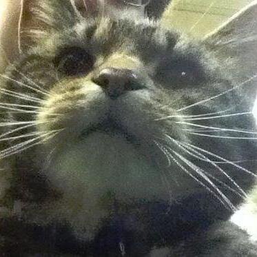 Deebokitty's profile picture. Meh,