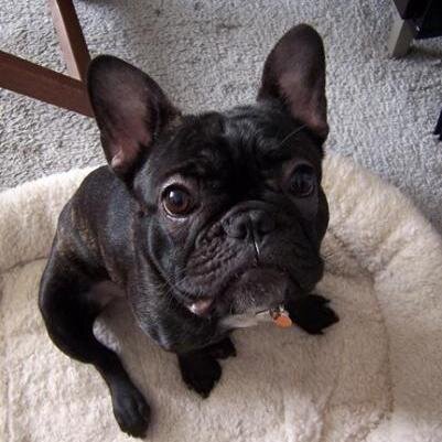 paulipalermo's profile picture. Quiero un pais libre,unido ,seguro #2010. #RosarioSangra2022  Amo los perris...Cuantos años hace que escribi ese Avatar ....estamos Diciembre 2023 #Tristeza