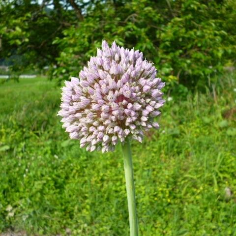 山口県北部在住。ワクチン打たない。世界中の子供達に笑顔を。自然農法やってみようかな?　あと地デジが映るテレビがない。