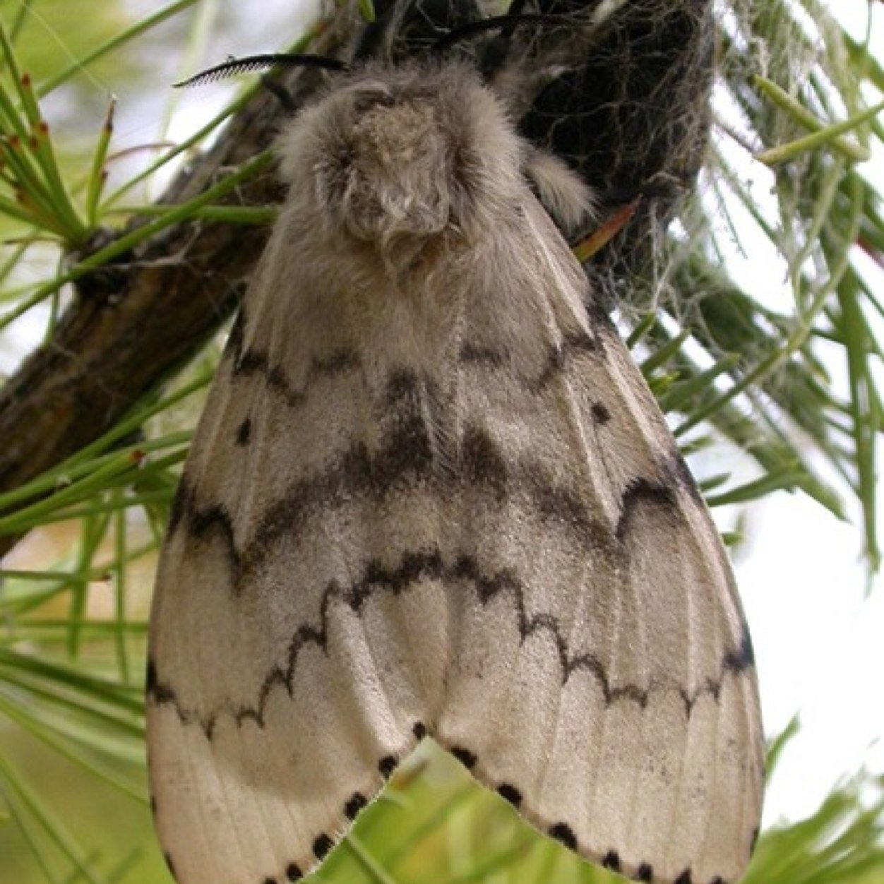 Tweeting official notices from The Maryland Department of Agriculture about spraying activities for Spongy Moths.