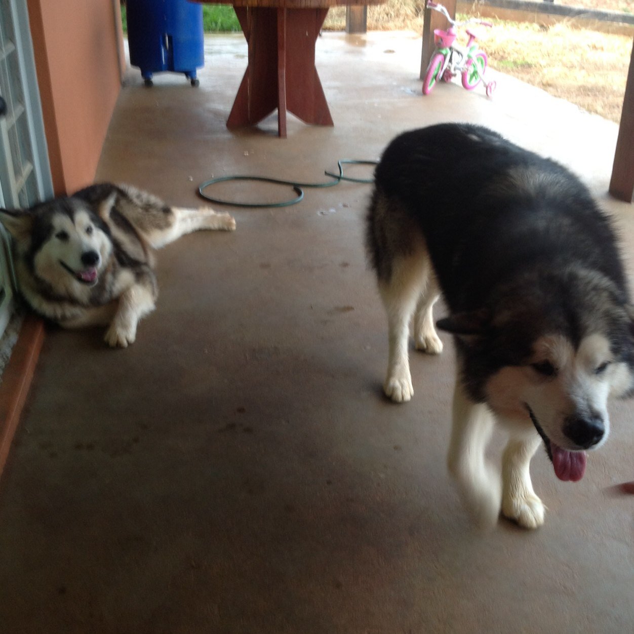 Robertohaddadjr's profile picture. 