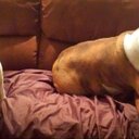 Carol Overton - @Ellieandbrutus - Twitter